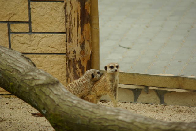 Pamiątka z Oliwy - arturo8