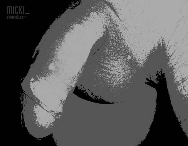 DSC00912b.jpg - micki_