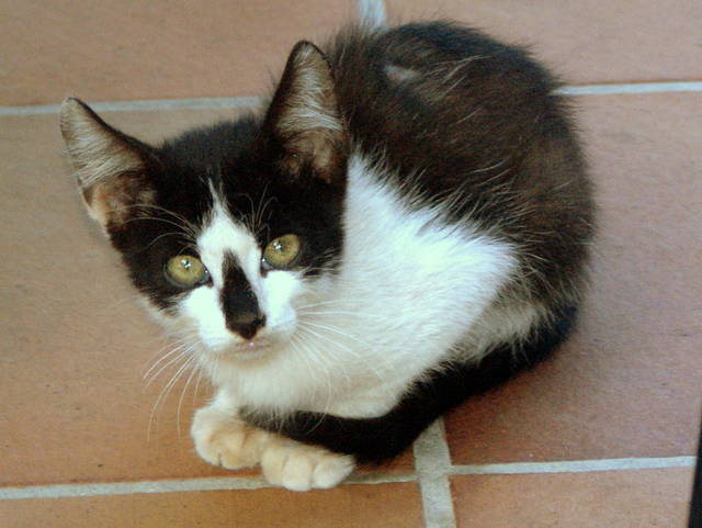 basenowiec majorkański - jeszczemogacy