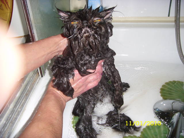 pranie kota2 - gammam