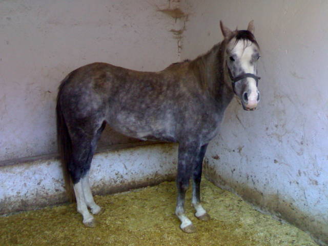 04012007231.jpg - sananene