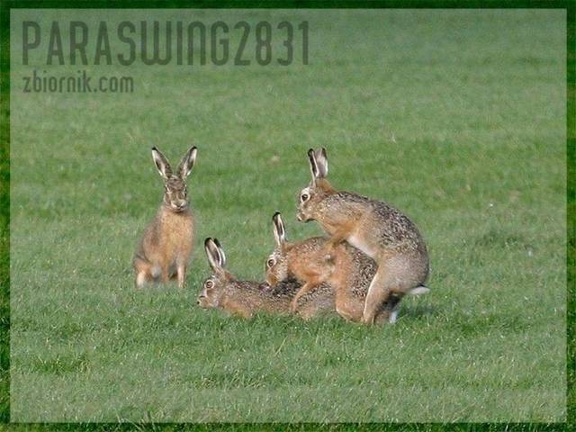 Sex party:) - ParaSwing2831