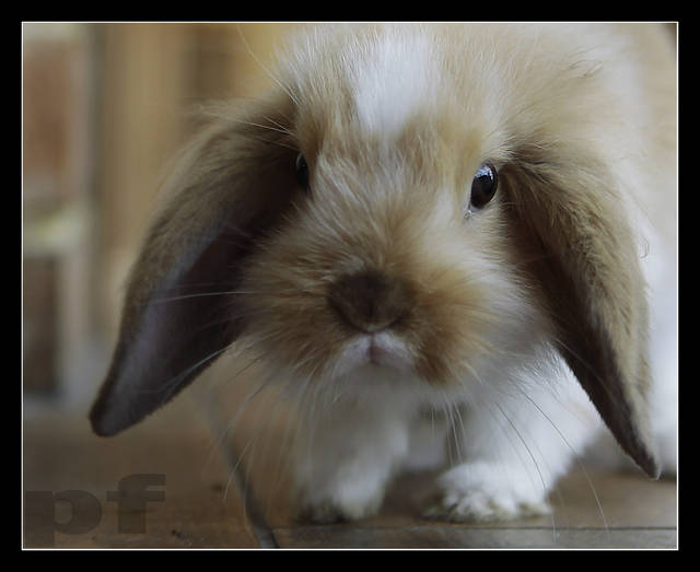 BYŁEM W PEDZĄCYM KRÓLIKU - panfoto