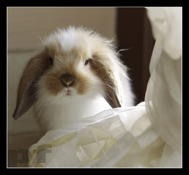 POJAWIAM SIĘ I ZNIKAM ... - panfoto