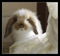 POJAWIAM SIĘ I ZNIKAM ...