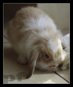 JESTEM BARDZO ZAWSTYDZONY