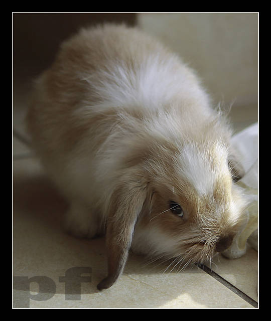 JESTEM BARDZO ZAWSTYDZONY - panfoto