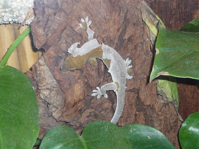 zmiana - puszysta789