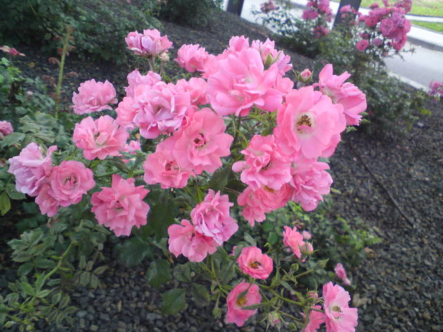 z okazji Dnia Kobiet dla wszystkich Pań :-) - sjkp