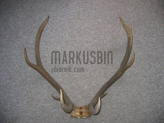 przyprawię - markusbin