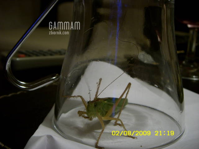 ST830093.JPG - gammam