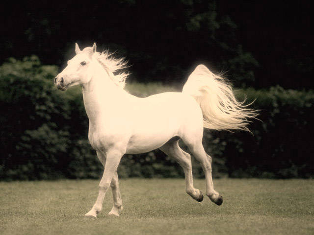 001m051XlB1a.jpg - Jpd