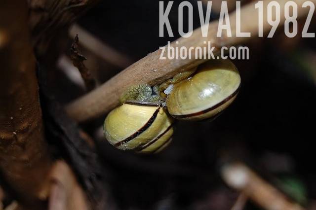 DSC_3968.JPG - koval1982