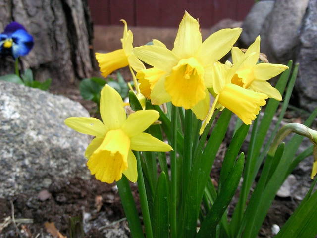 czy wiosna nie jest piękna? - parawawaa