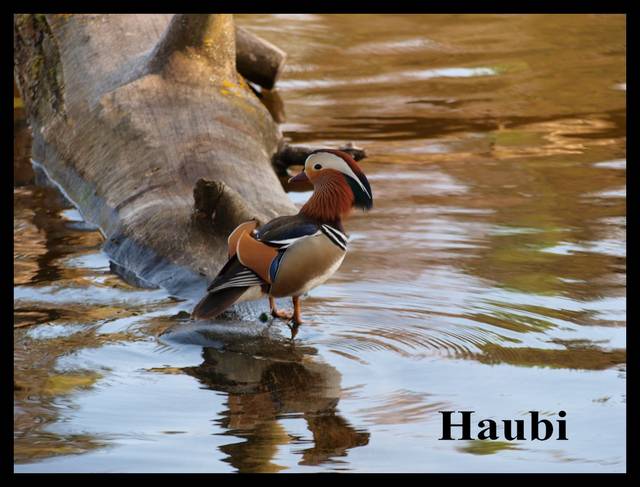 sa kaczki i KACZKI - haubi