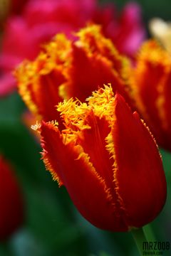 tulipanek