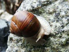 Ślimak...