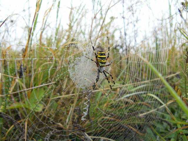 spacer o poranku - kinckycorner