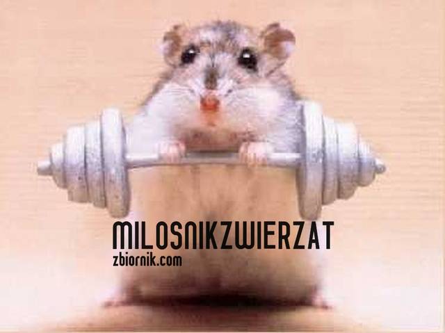 KOCHAM - MilosnikZwierzat