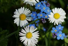 a stokrotki z niezapominajkami