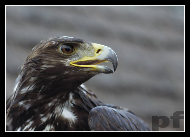 PAN I WŁADCA - panfoto