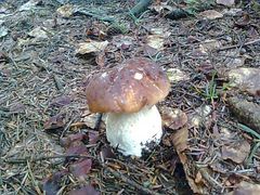 i wracamy do grzybków...