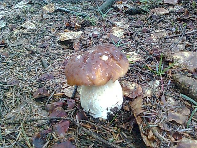 i wracamy do grzybków... - madzia90