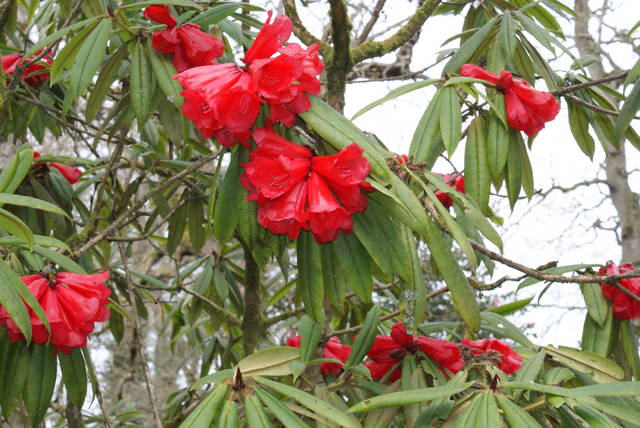 DSC02119.JPG - robal202