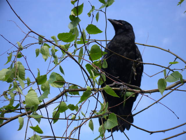 taki sobie ptaszek - walek45