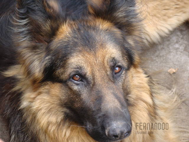 DSC00040.JPG - fernandoo