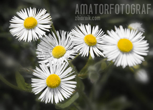 amatorfotograf