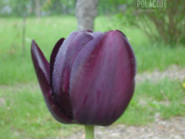 ... - Polaco86