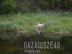 gniazdko łabędzicy
