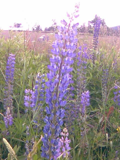 20100705k.jpg - browar79