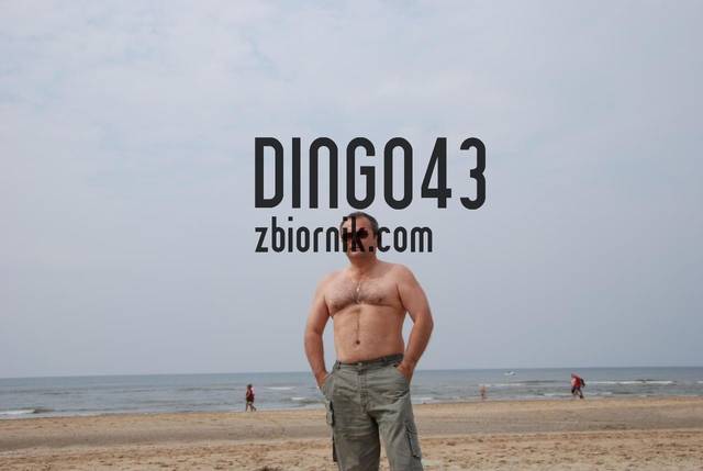 Dingo43
