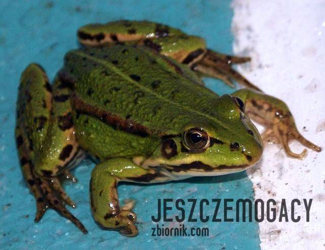 książę zaklęty... - jeszczemogacy