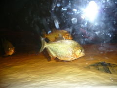 karpacz 2008 008.jpg