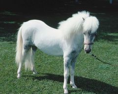 konik