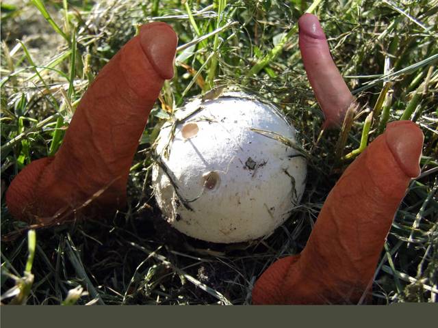 Pieczarka - Mefisto68