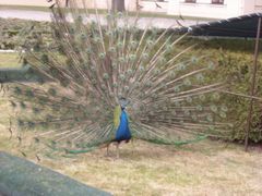 DSCN0415 modified.jpg