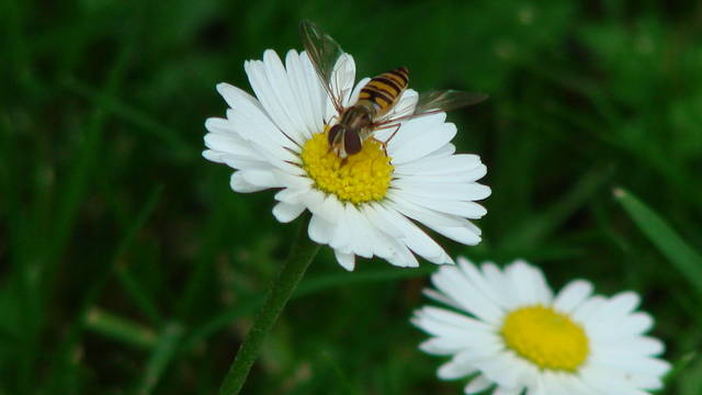 bzzzzzz....jpg - klaudiusz7
