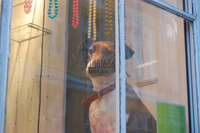 Bruno patrzy  - luigi666