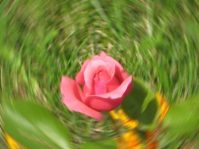 Red rose - avelanche