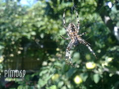 pajączek od tyłu ;-)