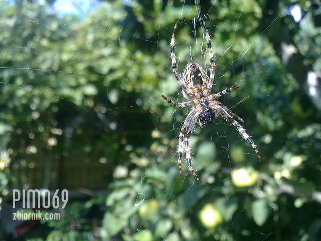 pajączek od tyłu ;-) - Pimo69