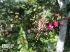 pajączek od przodu ;-)