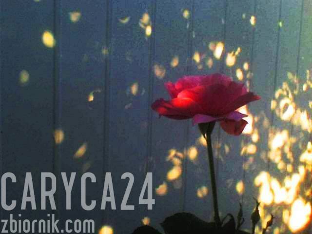 Caryca24