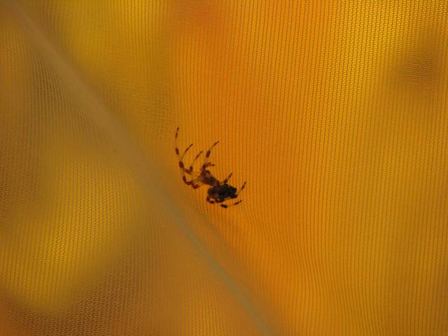 PAJĘCZYCA - tonek72