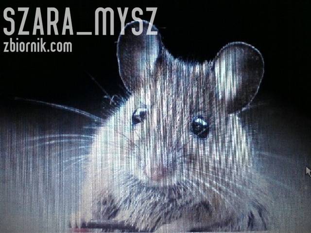 myszka - szara_mysz