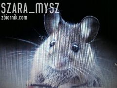 myszka